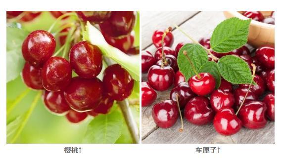 新年养生，吃1白补肾，吃2红护肝补血，吃3绿养心！助你吃出好身体 鹿血片 第3张