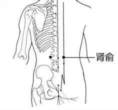 养生文化：补肾十四法 鹿血片 第4张