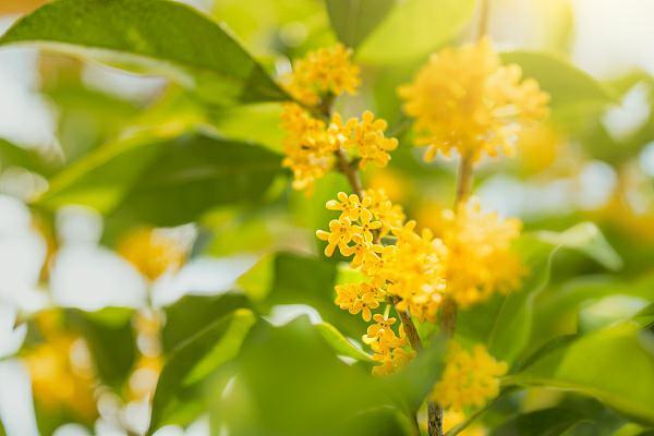 宝藏桂花呀！缓解胃疼口臭、补肾化痰，还能做成《红楼梦》同款美发油 鹿血片 第1张