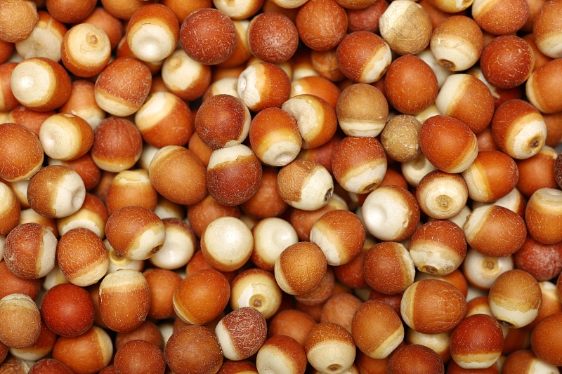 秋天的饮食调理你了解吗 鹿血片 第2张