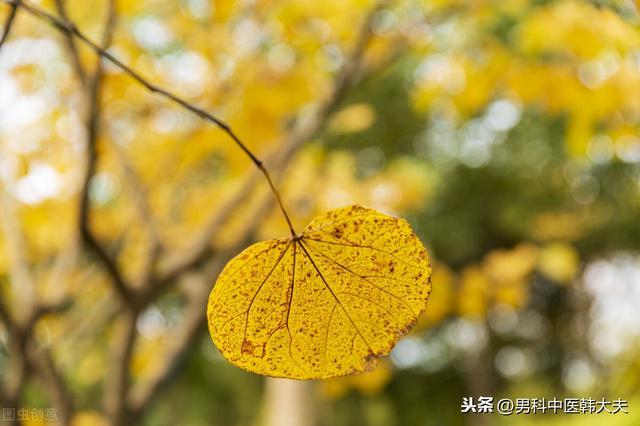 人如树，肾如根，日常生活中该如何养肾护肾？ 鹿血片 第2张