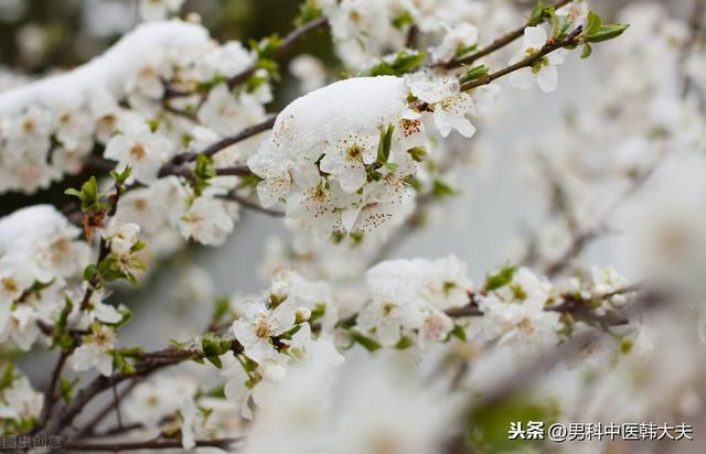 ed本是宗筋松弛，脾肾阳虚较难愈 鹿血片 第2张