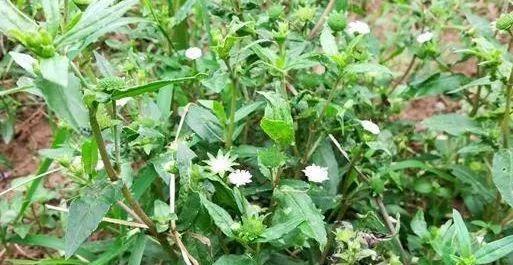 过去用来喂猪的不死草，今发现是种补肾肝药，男性食用很不错！ 鹿血片 第2张