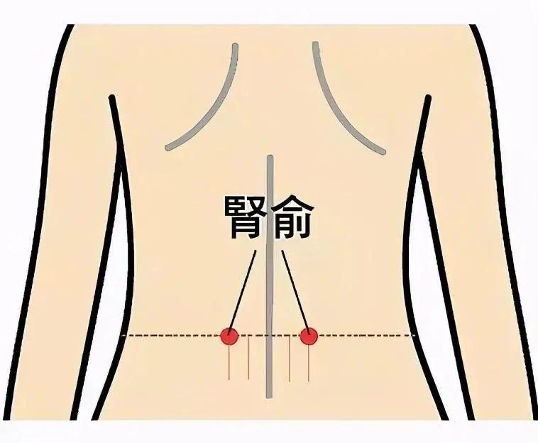 肾是怎么变虚的？ 鹿血片 第3张